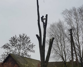 Arboristo paslaugos. Medžių pjovimas, kelmų naikinimas / Mantas Gerulis / Darbų pavyzdys ID 936181