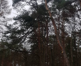 Arboristo paslaugos. Medžių pjovimas, kelmų naikinimas / Mantas Gerulis / Darbų pavyzdys ID 936185