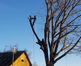 Arboristo paslaugos. Medžių pjovimas, kelmų naikinimas / Mantas Gerulis / Darbų pavyzdys ID 936187