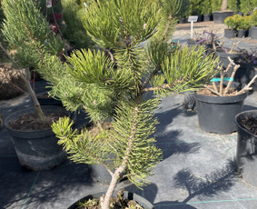Augalų ir medelių sodinimas - Įrenk savo svajonių sodą su Medelynu Flora - 2