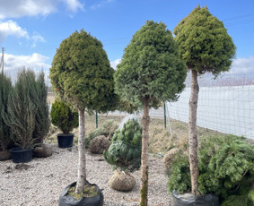 Aplinkos tvarkymas, apželdinimas - Įrenk savo svajonių sodą su Medelynu Flora - 4