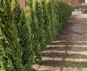 Aplinkos tvarkymas, apželdinimas - Įrenk savo svajonių sodą su Medelynu Flora - 3