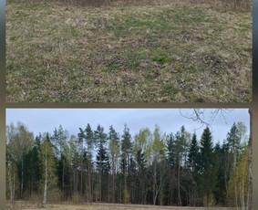 Aplinkos tvarkymas, apželdinimas - Apleistų sklypų tvarkymas - 3