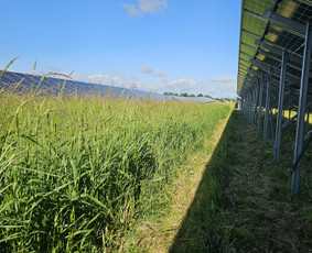 Pievų &scaron;ienavimas - Žolės pjovimas - 4