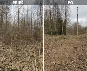 Medžių genėjimas, pjovimas - Sklypų tvarkymas: medžių ir krūmų pjovimas su i&scaron;vežimu. - 3
