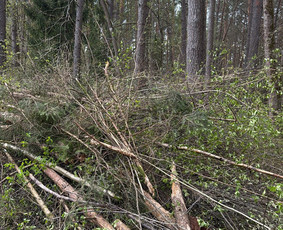 Žolės pjovimas, medžių pjovimas, atliekų išvežimas / Gamtaplius MB / Darbų pavyzdys ID 4400068