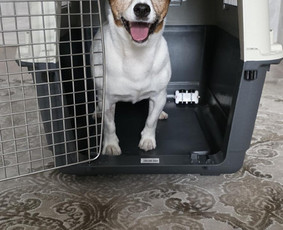 Krovinių pervežimas - Airfreight pet services from Riga airport - 1