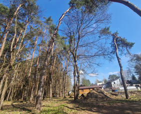 Medžių pjovimas/genėjimas / Gediminas Urbonas / Darbų pavyzdys ID 4405870