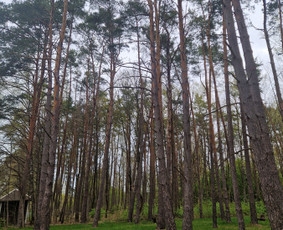 Aplinka, sodas - Medžių pjovimas/genėjimas - 4