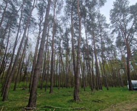 Aplinka, sodas - Medžių pjovimas/genėjimas - 1