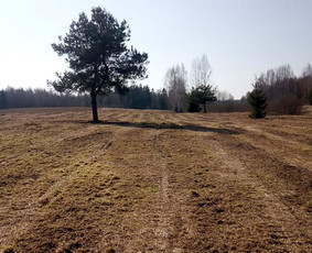 Apleistų sklypų tvarkymas - Apleistų sklypų tvarkymas: krūmų frezavimas,kelmų naikinimas - 3