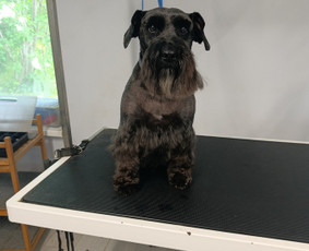 Vikigroom šuniukų kirpėja, šunų nukailinimas / Viktorija Tubelienė / Darbų pavyzdys ID 4414646