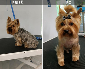 Vikigroom šuniukų kirpėja, šunų nukailinimas / Viktorija Tubelienė / Darbų pavyzdys ID 4419096
