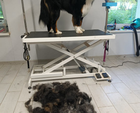 Vikigroom šuniukų kirpėja, šunų nukailinimas / Viktorija Tubelienė / Darbų pavyzdys ID 4421176