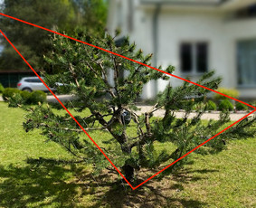 Medžių genėjimas, pjovimas - Spygliuočių formavimas su kra&scaron;tovaizdžio dizaino požiūriu - 2