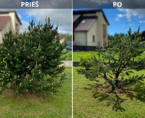 Medžių genėjimas, pjovimas - Spygliuočių formavimas su kra&scaron;tovaizdžio dizaino požiūriu - 3
