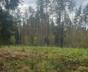 Žolės pjovimas, sklypų gerbūvis / Liudas / Darbų pavyzdys ID 4422858