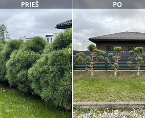 Statybos, apdaila - Saugus Pjūvis. Avaringų Medžių Pjovimas Genėjimas Arboristai - 1