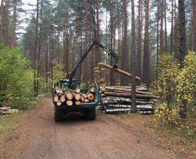 Kelmų naikinimas, frezavimas - Medžių pjovimas, genėjimas, gyvatvorių tvarkymas - 3