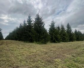 Pievų &scaron;ienavimas - Žolės pjovimas - 4