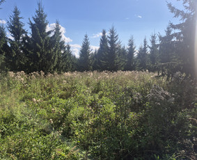 Apleistų sklypų tvarkymas / UAB Smaita / Darbų pavyzdys ID 4442156