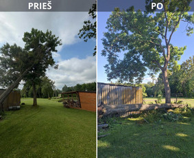Medžių genėjimas, pjovimas - Pavojingų medžių genėjimas, pjovimas. - 2