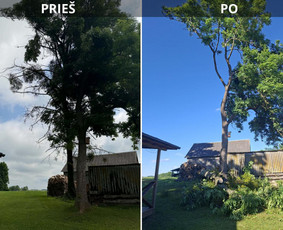 Medžių genėjimas, pjovimas - Pavojingų medžių genėjimas, pjovimas. - 1