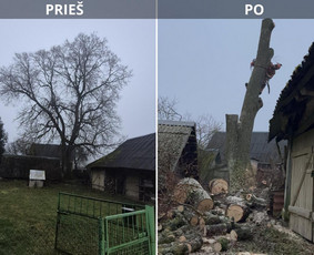 Avarinių medžių pjovimas - Avarinių medžių pjovimas, Medžių genėjimas, Žolės pjovimas - 1