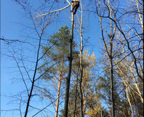 Arboristo Paslaugos.avarinių medžių pjovimas-aplinkos darbai / Rolandas Surdokas / Darbų pavyzdys ID 953485
