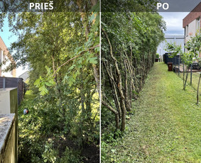 Saugus Pjūvis. Avaringų Medžių Pjovimas Genėjimas Arboristai / Saugus Pjūvis Arboristai / Darbų pavyzdys ID 4451046