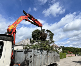 Saugus Pjūvis. Avaringų Medžių Pjovimas Genėjimas Arboristai / Saugus Pjūvis Arboristai / Darbų pavyzdys ID 4451052