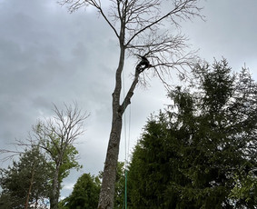 Avarinių medžių pjovimas - Saugus Pjūvis. Avaringų Medžių Pjovimas Genėjimas Arboristai - 4