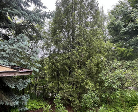 Apleistų sklypų tvarkymas - Saugus Pjūvis. Avaringų Medžių Pjovimas Genėjimas Arboristai - 3