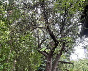 Apleistų sklypų tvarkymas - Saugus Pjūvis. Avaringų Medžių Pjovimas Genėjimas Arboristai - 2