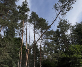 Medžių genėjimas, pjovimas - Saugus Pjūvis. Avaringų Medžių Pjovimas Genėjimas Arboristai - 3