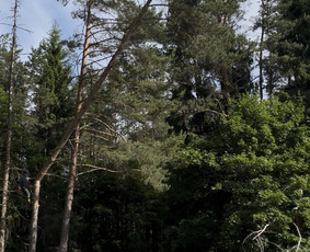 Medžių genėjimas, pjovimas - Saugus Pjūvis. Avaringų Medžių Pjovimas Genėjimas Arboristai - 2