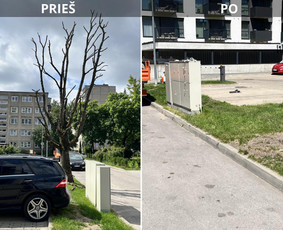 Medžių genėjimas, pjovimas - Saugus Pjūvis. Avaringų Medžių Pjovimas Genėjimas Arboristai - 1