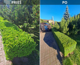 Apželdinimo konsultacija - Kra&scaron;tovaizdžio dizainas, augalų priežiūra, gėlynų įrengimas - 4