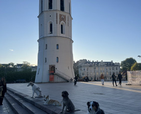 &Scaron;unų dresuotojai - &Scaron;unų dresūra Vilniuje - 1