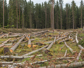 Malkos: gamyba, pristatymas - Perkame malkas, medieną, mi&scaron;ką, virtuolius - 1