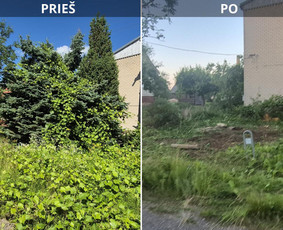 Medžių genėjimas, pjovimas - Avarinių medžių pjovimas, Medžių genėjimas, Žolės pjovimas - 1