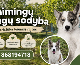 &Scaron;unų vie&scaron;bučiai, vedžiojimas, priežiūra - Rūpestinga augintinių priežiūra ir nakvynė (&Scaron;unų vie&scaron;butis) - 1