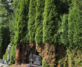 Arboristo paslaugos: medžių pjovimas/genėjimas / Tomas Damulis / Darbų pavyzdys ID 4473784