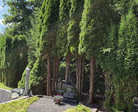 Arboristo paslaugos: medžių pjovimas/genėjimas / Tomas Damulis / Darbų pavyzdys ID 4473786