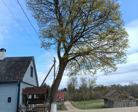 Arboristo paslaugos: medžių pjovimas/genėjimas / Tomas Damulis / Darbų pavyzdys ID 4473788