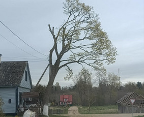 Arboristo paslaugos: medžių pjovimas/genėjimas / Tomas Damulis / Darbų pavyzdys ID 4473790