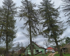 Arboristo paslaugos: medžių pjovimas/genėjimas / Tomas Damulis / Darbų pavyzdys ID 4473792