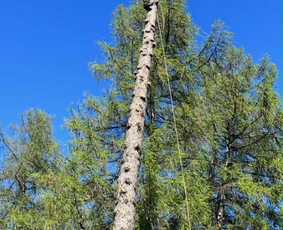 Arboristo paslaugos: medžių pjovimas/genėjimas / Tomas Damulis / Darbų pavyzdys ID 4473794