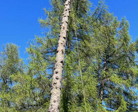 Arboristo paslaugos: medžių pjovimas/genėjimas / Tomas Damulis / Darbų pavyzdys ID 4473796