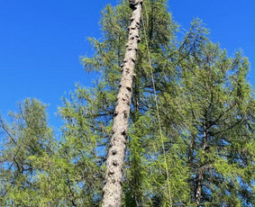 Arboristo paslaugos: medžių pjovimas/genėjimas / Tomas Damulis / Darbų pavyzdys ID 4473800